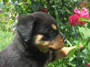 Vand pui Rottweiler