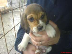 vand catei rasa beagle , exemplare deosebite