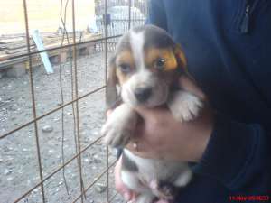 vand catei rasa beagle , exemplare deosebite