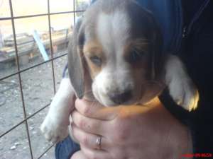 vand catei rasa beagle , exemplare deosebite