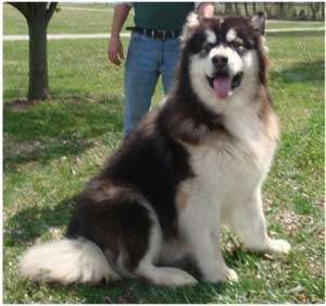 pui mix malamuth