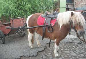 Ponei Shetland