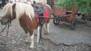Ponei Shetland