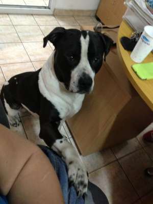 Ofer Amstaff pentru imperechiere