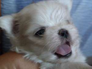 Bichon Maltese (Toy) de vanzare