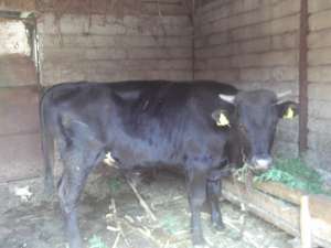 vand vitel , de culoare neagra, varsta 1 an
