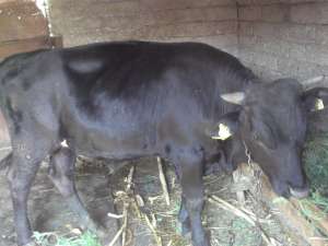 vand vitel , de culoare neagra, varsta 1 an