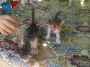 4 pisici adorabili