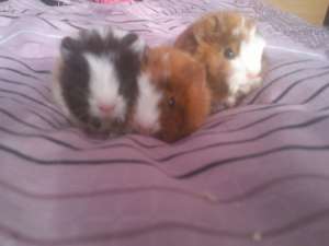 VAND PORCUSORI GUINEEA