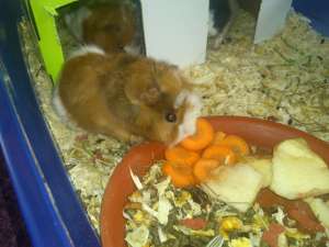 VAND PORCUSORI GUINEEA