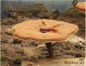ciocolata calda cu ganoderma recomandata pentru copii 0765437394 cafea cu lapte 0721339995