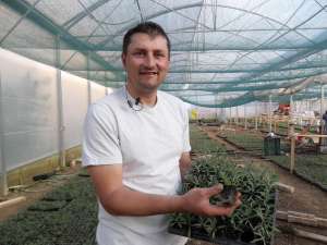 Marin Constantin Producator arbori si arbusti