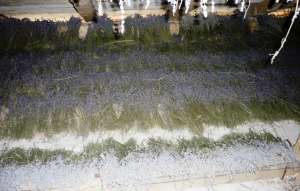 vand flori de lavanda uscate