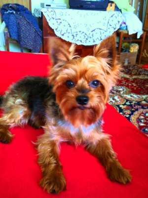 yorkshire terrier varsta 3 ani
