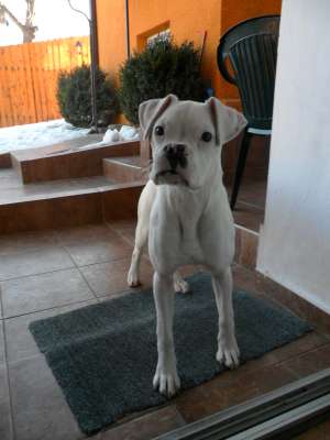 Caut mascul Boxer original pentru imperechere
