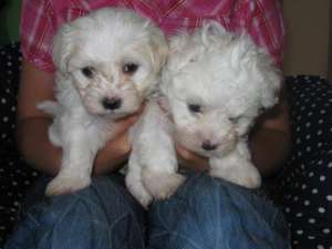 cate bichon maltez, frise, bologneze!