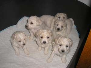 cate bichon maltez, frise, bologneze!