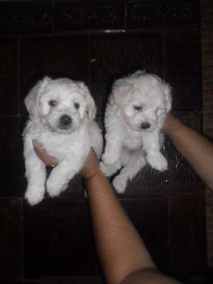 cate bichon maltez, frise, bologneze!