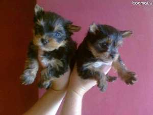 catei  yorkshire terrier!