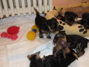 catei  yorkshire terrier!