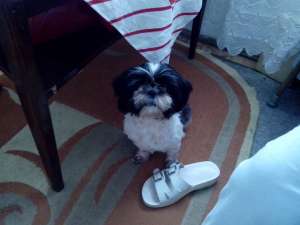 caut baietel shi tzu monta