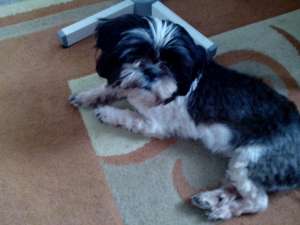 caut baietel shi tzu monta