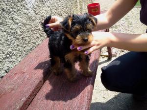 vand yorkshire terrier Arad