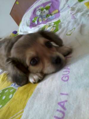 Vand/ Schimb Bichon Havanez
