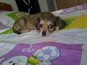 Vand/ Schimb Bichon Havanez