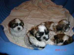 catei shih tzu!