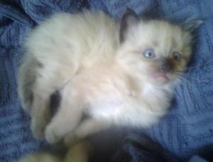 Vand pisicuta Ragdoll