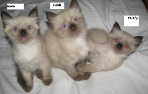 Vand pisicuta Ragdoll