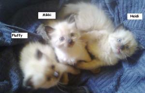 Vand pisicuta Ragdoll