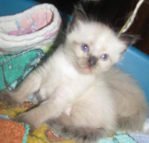 Vand pisicuta Ragdoll.