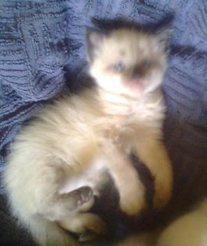 Vand pisicuta Ragdoll.