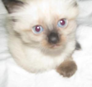 Vand Pisica Ragdoll