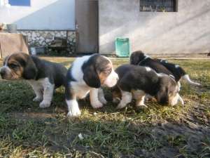 catei beagle de 7 sapt!
