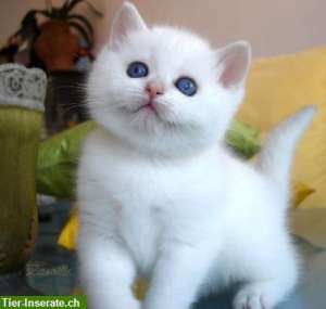 trei frumoase pisici British Shorthair �n căutarea pentru o casa buna iubitor