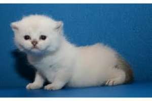 trei frumoase pisici British Shorthair �n căutarea pentru o casa buna iubitor