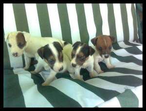 catei jack russel terrier-mylo!