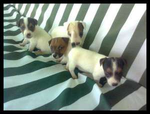 catei jack russel terrier-mylo!