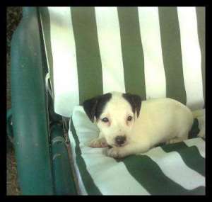 catei jack russel terrier-mylo!