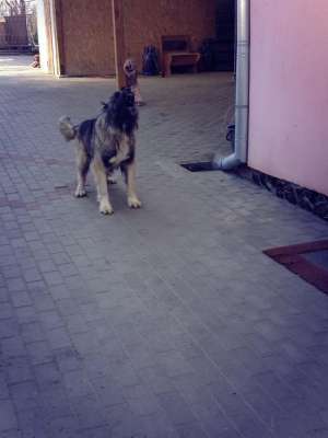 Ciobanesc Caucazian
