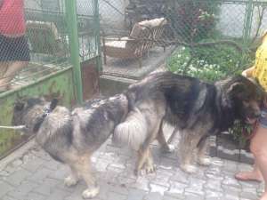 Ciobanesc Caucazian