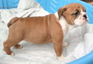 bulldog englezi, cu pedigree