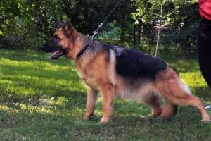 PUIUTI CIOBANESC GERMAN CU PEDIGREE DE EXCEPTIE