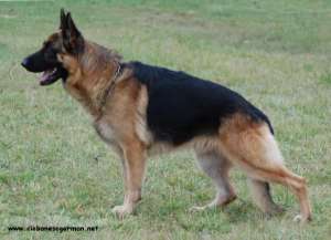 PUIUTI CIOBANESC GERMAN CU PEDIGREE DE EXCEPTIE