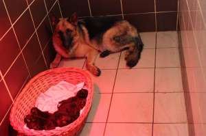 PUIUTI CIOBANESC GERMAN CU PEDIGREE DE EXCEPTIE