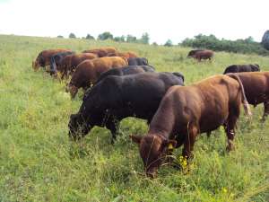 Taurasi Angus