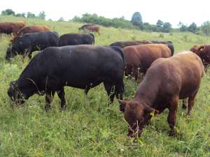 Taurasi Angus